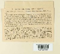 Macrotyphula juncea image