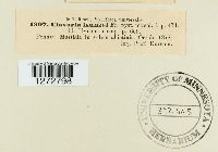 Ramariopsis kunzei image