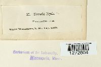 Clavariadelphus ligula image