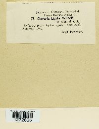 Clavariadelphus ligula image