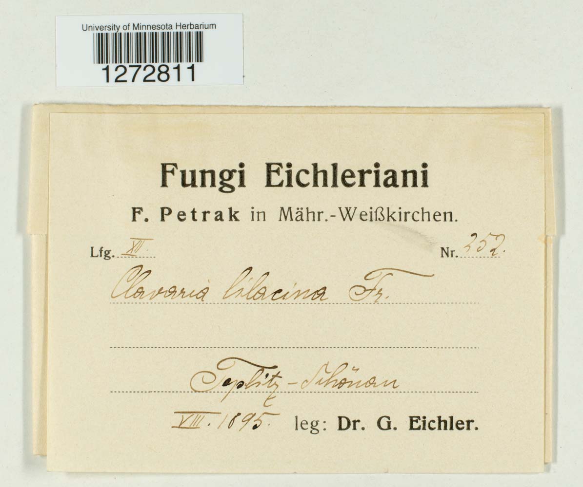 Clavaria lilacina image