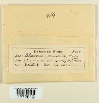 Multiclavula mucida image