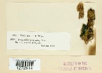 Multiclavula mucida image