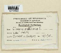 Clavariadelphus pistillaris image