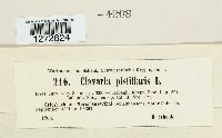 Clavariadelphus pistillaris image