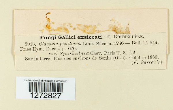 Clavariadelphus pistillaris image