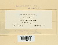 Claviceps nigriceps image