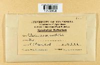 Claviceps purpurea image