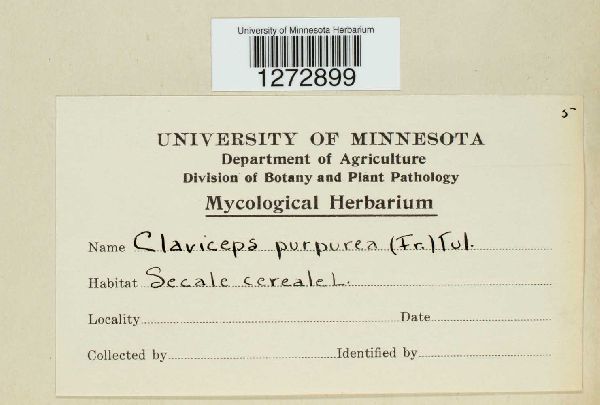Claviceps purpurea image