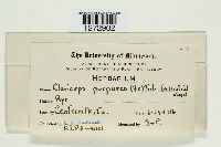 Claviceps purpurea image