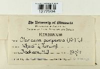 Claviceps purpurea image