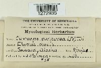 Claviceps purpurea image