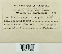 Claviceps purpurea image