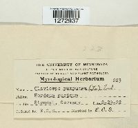 Claviceps purpurea image