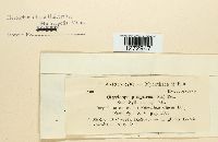 Claviceps purpurea image