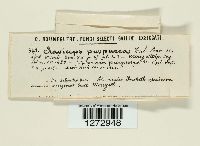 Claviceps purpurea image