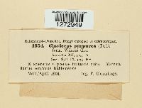 Claviceps purpurea image