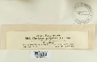 Claviceps purpurea image