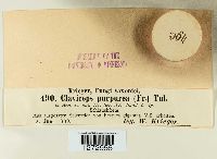 Claviceps purpurea image