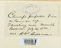 Claviceps purpurea image