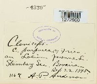 Claviceps purpurea image