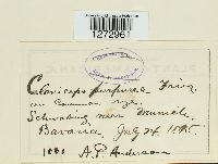 Claviceps purpurea image