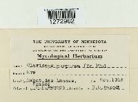 Claviceps purpurea image