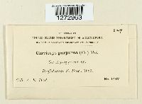 Claviceps purpurea image