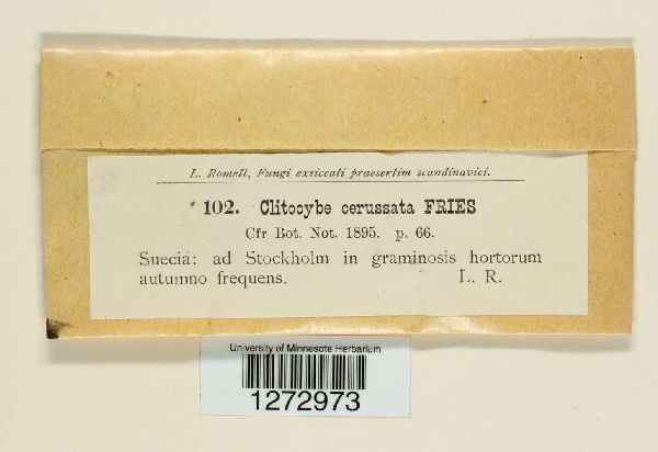 Clitocybe phyllophila image