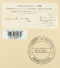 Ampulloclitocybe clavipes image