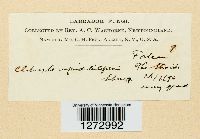 Clitocybe infundibuliformis image