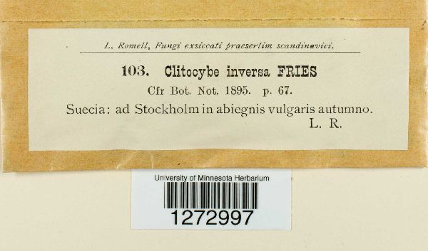 Lepista flaccida image