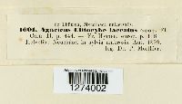 Laccaria laccata image