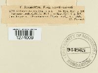 Laccaria laccata image