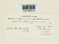 Laccaria laccata image