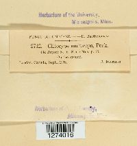 Clitocybe multiceps image