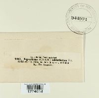 Clitocybe fragrans image