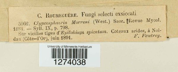 Clypeosphaeria morreni image