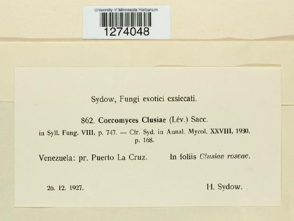 Coccomyces clusiae image