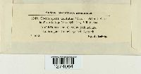 Coccomyces dentatus image