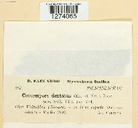 Coccomyces dentatus image