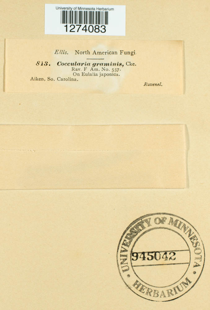 Coccularia graminis image