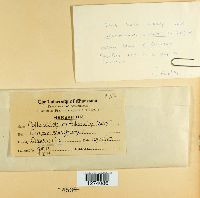 Glomerella tucumanensis image