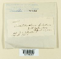 Glomerella tucumanensis image