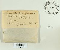 Glomerella tucumanensis image