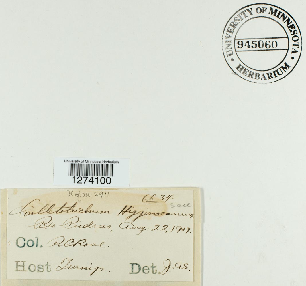 Colletotrichum higginsianum image