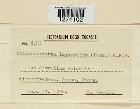 Colletotrichum lagenarium image