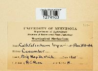 Colletotrichum lagenarium image