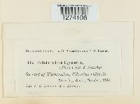 Colletotrichum lagenarium image