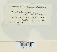 Colletotrichum lagenarium image